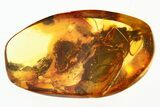 Detailed Fossil Crane Fly (Elephantomyia) In Baltic Amber - Rare! #278637-1